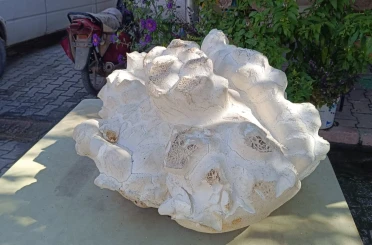 Konya’da 19 kiloluk dev mantar bulundu 