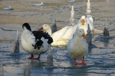 Konya’da soğuktan süs havuzları buz tuttu 