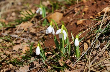 Konya’nın yüksek kesimlerinde kardelenler görücüye çıktı 
