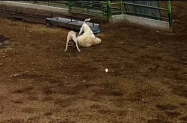 Köpeklerin saldırdığı koyun telef oldu