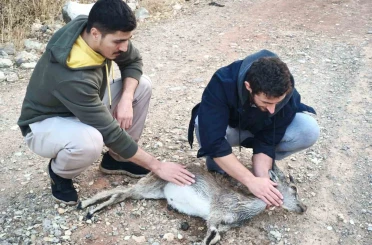 Köpeklerin saldırdığı yavru dağ keçisini 3 kilometre sırtında taşıdılar