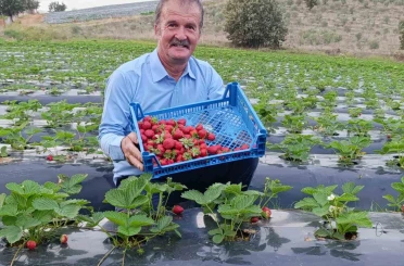 Köprübaşı’nda kasım ayında çilek bereketi 