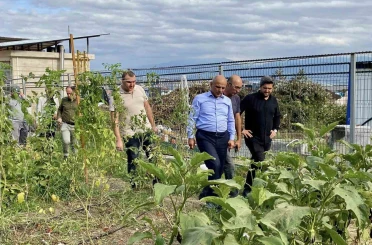 Körfez’de ata tohumlarının ilk hasadı yapıldı 