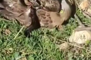 Korku dolu anlar: Yılanın boğazladığı kartalı kurtardı 