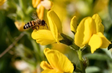 Koruma Altındaki ‘Eber Sarısı’yla ilgili önemli açıklama 