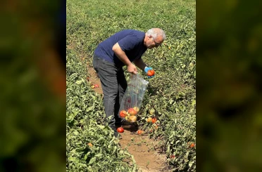 Köşk’te domateste hasat öncesi ilaç kalıntısı denetimi başladı 