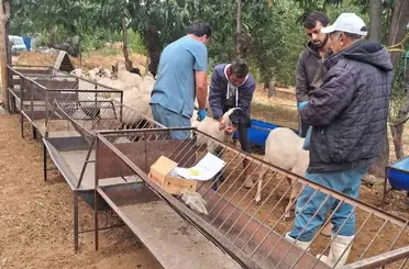 Köşk’te koyun ve keçiler sağlık taramasından geçiriliyor
