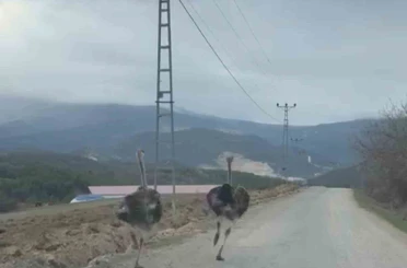 Köy yolunda koşan deve kuşları kameraya yansıdı 