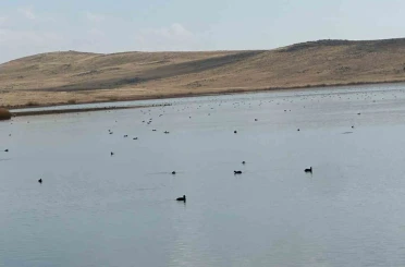 Köyceğiz Göleti’nde yaban ördeklerinden görsel şölen 