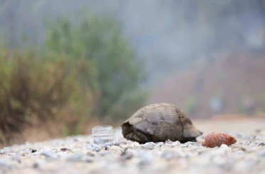 Köyceğiz’de dağ taş yandı, yangından kurtulan hayvanlar ateşsiz alan aradı 