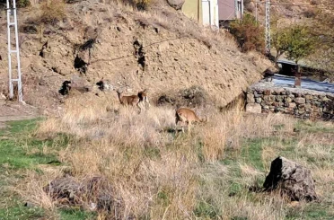 Köyde yaban keçileri özgürce otluyor 