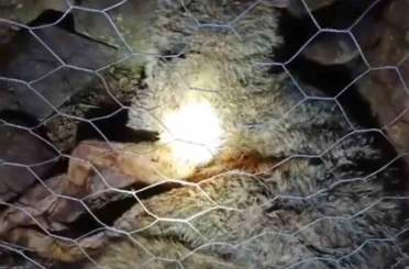 Koyun sürüsüne saldıran kurta çoban köpekleri geçit vermedi 