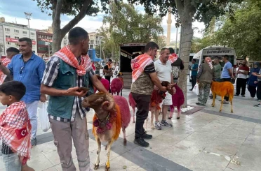 Koyunlar sudan önce bulvardan geçti 
