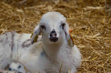 Koyunlara suni tohumlama geliyor 