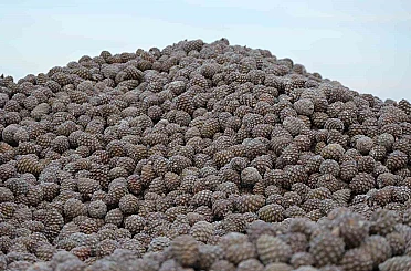 Kozalak işleme tesislerinde yoğun mesai dönemi 