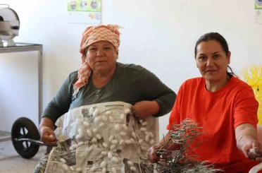 Kozalar ekonomik gelire dönüşüyor 