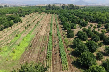 Kozan’da bamya hasadı başladı, tarlada kilosu 150 TL 