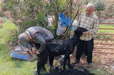 Kozan’da keçilere yaz bakımı 