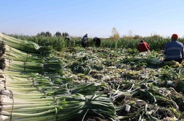 Kozan’da pırasa hasadı başladı: 20-22 TL’den alıcı buluyor 