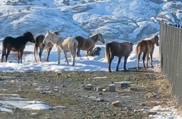 Kulp’ta aç kalan yaban atları grup halinde merkeze indi 