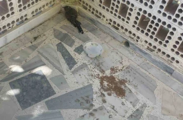 Kulu’da yaralı ebabil kuşuna şefkat eli