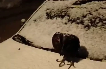 Kümesine giremeyen tavuk otomobil üzerine yumurtladı 