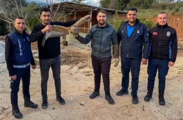 Kumluca’da yaralı atmaca tedavisi sonrası doğaya bırakıldı 