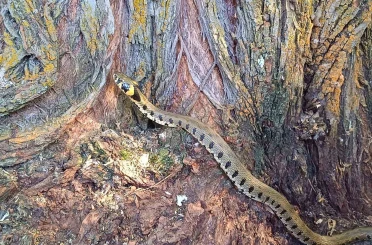 Küpeli su yılanı Tercan’da görüntülendi 