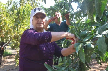 Kuraklığın rekolteyi etkilediği erkenci mandalina, tarladan 30 TL ile 40 TL arasından alıcı buluyor 