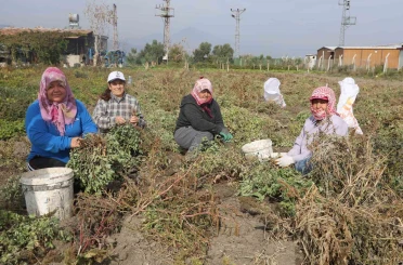 Kuraklığın rekolteyi etkilediği yer fıstığında hasat başladı 