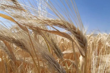 Kuraklık arpa ekimini artırdı 