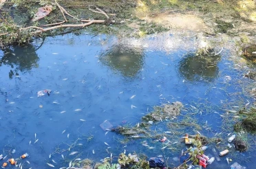 Kuraklık ve kirlilik nedeniyle sulama kanalındaki yüzlerce balık telef oldu 