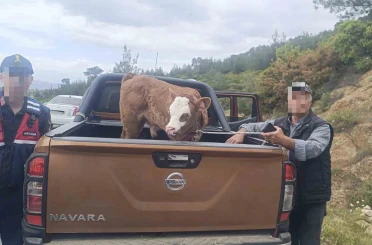 Kurban Bayramı öncesi çalınan büyükbaş hayvan bulunarak sahibine teslim edildi 