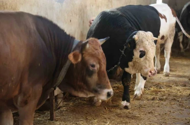 Kurbanlık alacaklara "yaş" uyarısı