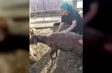 Kurt ağıla girdi: 8 koyun telef oldu, 8’i kayıp 