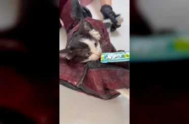 Kurtardığı kedi aracının motoruna girdi 
