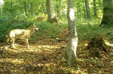 ’Kurtlar konseyi’ Uludağ’da toplandı 