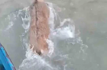 Kurtlardan kaçarken göle düşen dağ keçisini balıkçılar kurtardı 