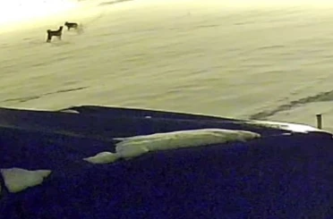 Kurtlarla dövüşen köpekten geriye postu kaldı 