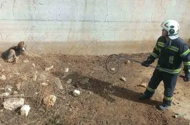 Kuru havuzda mahsur kalan köpek kurtarıldı
