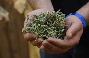 Kurusunun 100 gramı ile bir öğünlük yemek pişiyor 