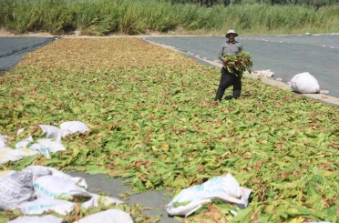Kurutulmaya bırakılan tütünler, tarım arazilerini renklendirdi 