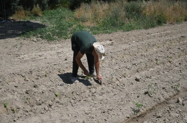 Kuşadası’nda Adabahçe yaz hasadına gün sayıyor 