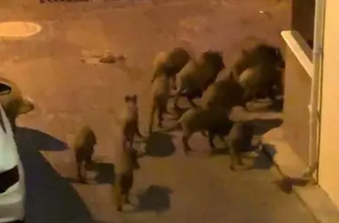 Kuşadası’nda yaban domuzları sürüsü mahalle aralarında görüntülendi
