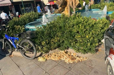 Kuşlar için bırakılan ekmekler çevre kirliliğine neden oldu 