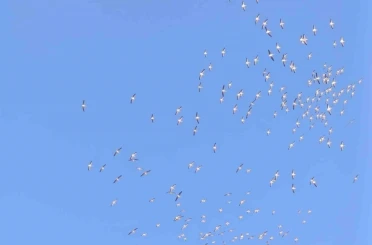 Kuşların dans şeklindeki gösterisi görenleri mest etti 