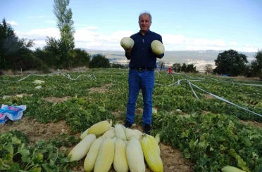 Kütahya’da ’Göncek Kavunu’nun hasadı başladı 
