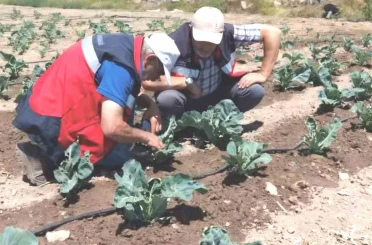 Kütahya’da karnabahar ve çörekotu üretimi denetlendi 