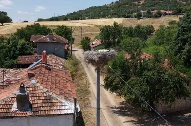 Kütahya’da leylekler bu köyün maskotu oldu
