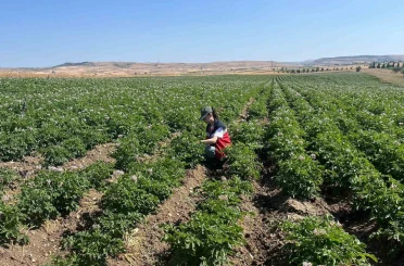 Kütahya’da patates tarlalarında bitki pasaportu denetimleri başladı 